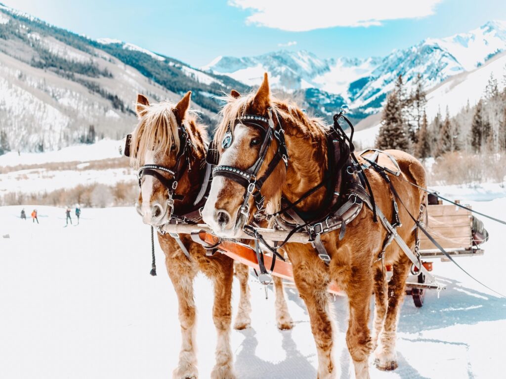 A pair of horses on a snowy landscape in Aspen, Colorado a great place for solo travelers at Christmastime
