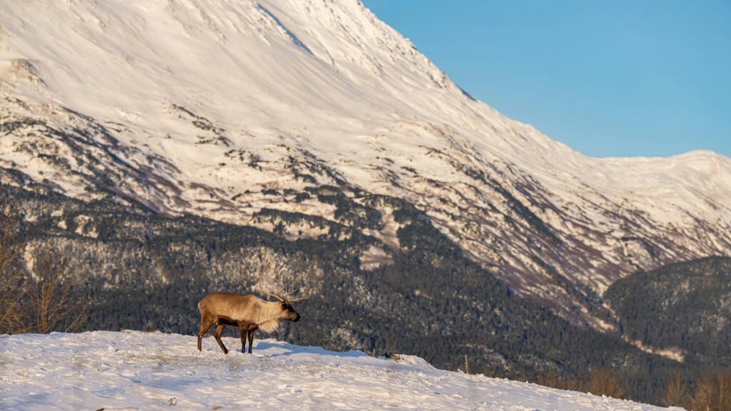 A snowy Alaska landscape with a moose