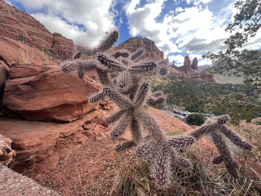 A view of red rock vortex locations with Cactus in the foreground on my recent trip to Sedona with blue sky.